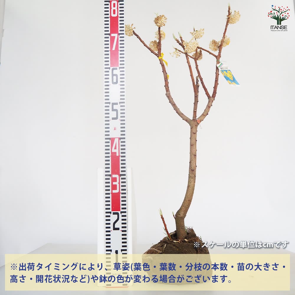 中国ミツマタ 黄花 根巻き  【花木苗 なし／1個売り】