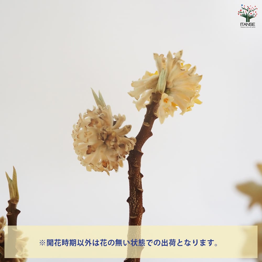 中国ミツマタ 黄花 根巻き 【花木苗 なし／1個売り】｜ 【植物の