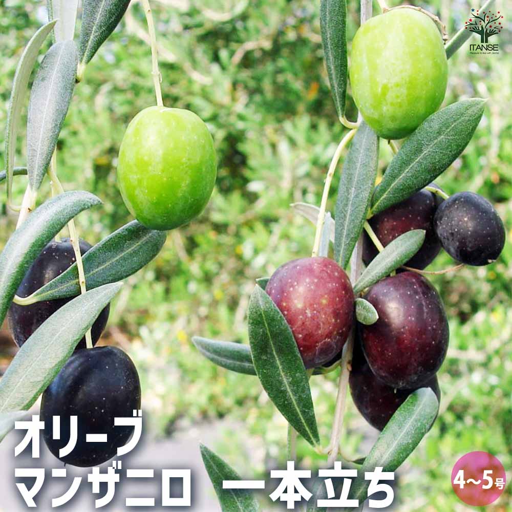 Olive☆プロフ必読!さま専用です(ᴗ͈ˬᴗ͈) オーガニックフレッシュハーブティー | ビオセボン オンラインストア