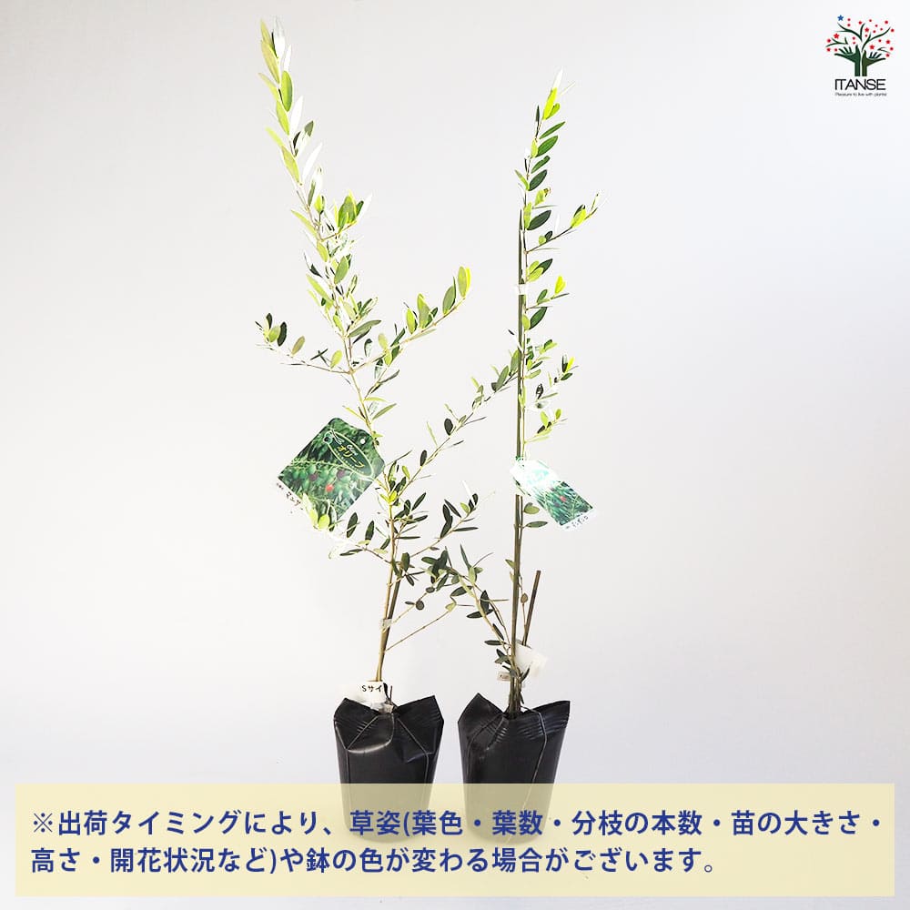 オリーブ マンザニロ 1本立ち 【果樹の苗木 4号／1個売り】｜ 【植物の