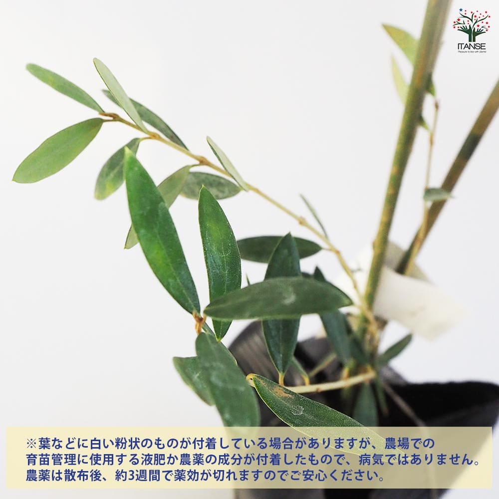オリーブ マンザニロ 1本立ち 【果樹の苗木 4号／1個売り】｜ 【植物の