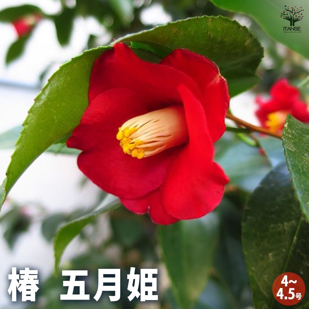 椿(ツバキ)の苗木 五月姫 【花木苗 4～4.5号／1個売り】｜ 【植物の