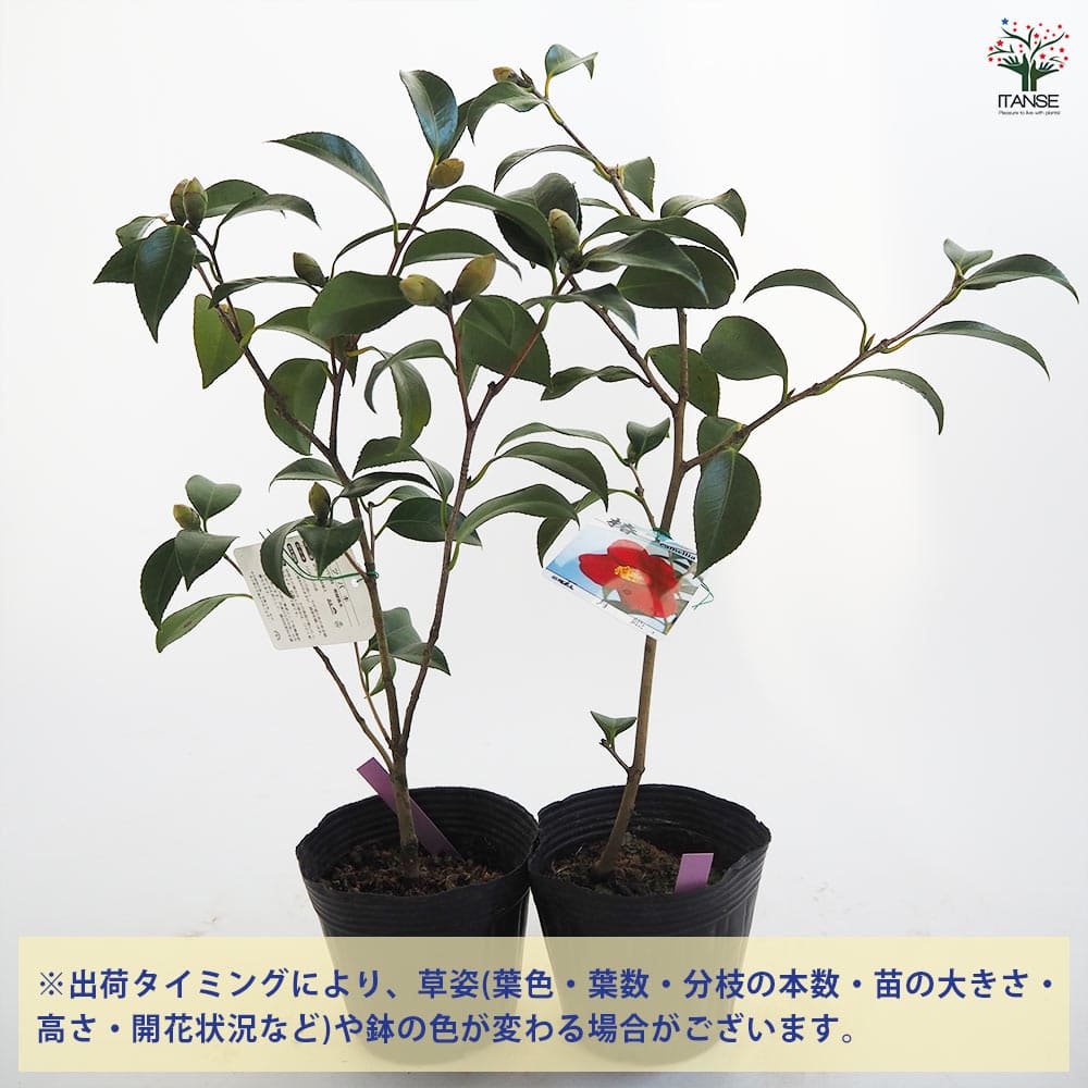 ティアレページ　赤椿　4枚 ティアレページ 赤椿 4枚 000000054858-06-l.jpg?t=