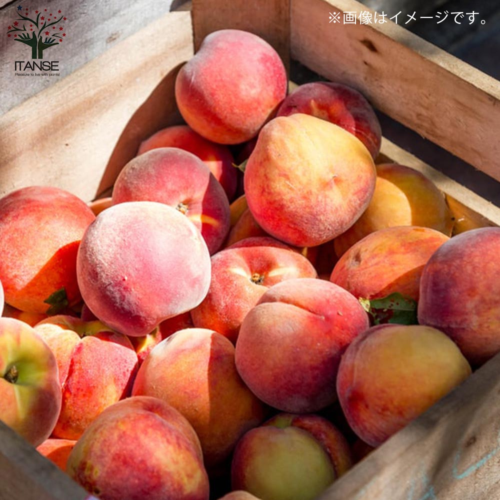 桃の苗木 なつおとめ【果樹の苗木 15cmポット 1～2年生 接木苗／1個