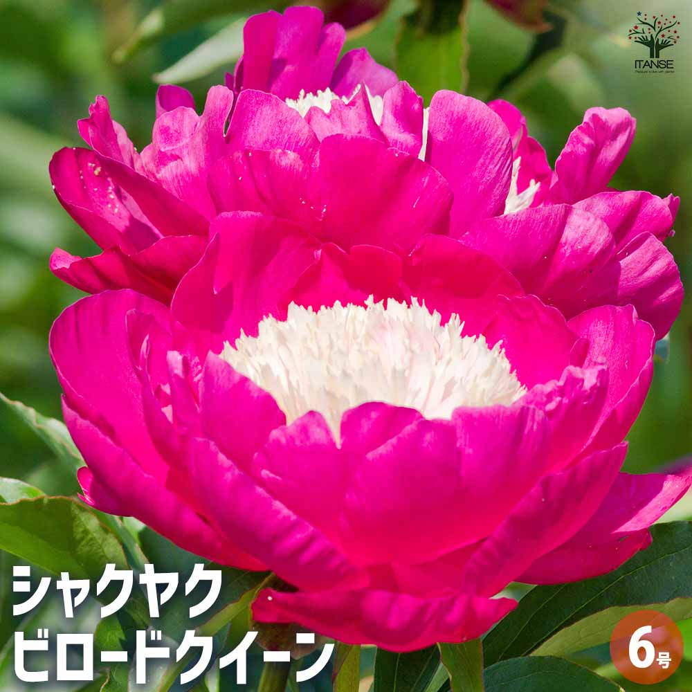 シャクヤク ビロードクイーン 【花木苗 6号／1個売り】｜ 【植物の