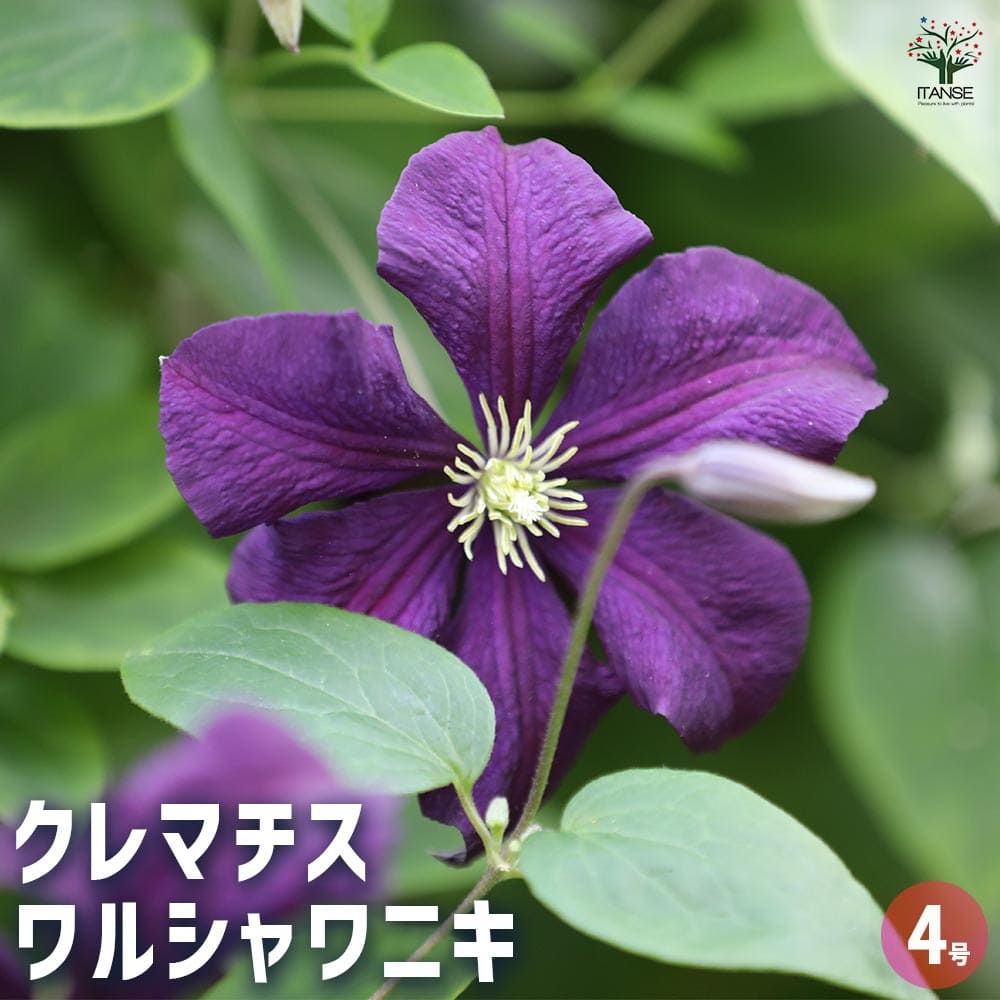 クレマチス ワルシャワニキ 【花苗 4号／1個売り】｜ 【植物の