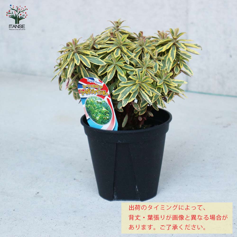 ユーフォルビア ゴールデンレインボー【花苗 5号ポット大苗／1個売り