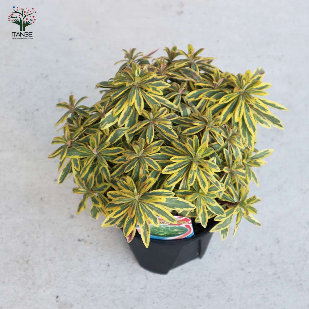 ユーフォルビア ゴールデンレインボー【花苗 5号ポット大苗／1個売り