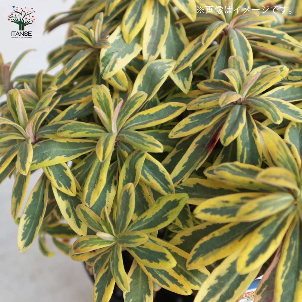 ゴールデン　レインボー　大型実美味しい　2年苗木 最後の在庫　大苗木 ゴールデン レインボー 大型実美味しい 2年苗木 最後の在庫 大苗木