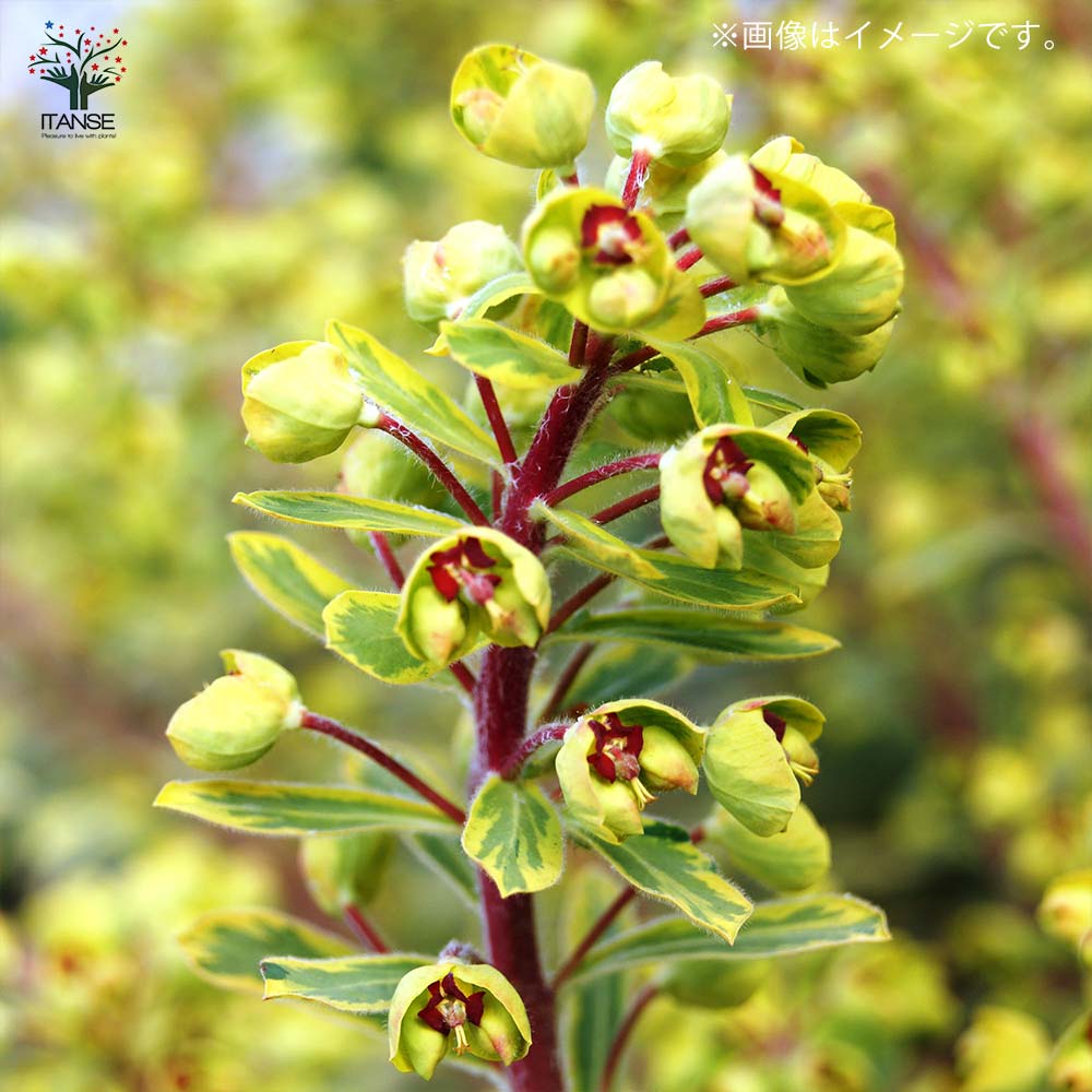 ゴールデン　レインボー　大型実美味しい　2年苗木 最後の在庫　大苗木 ユーフォルビア ゴールデンレインボー【花苗 5号ポット大苗／1個売り