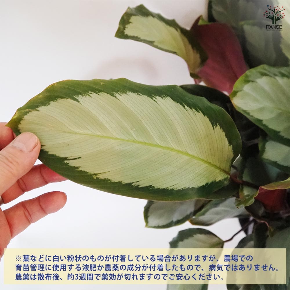 カラテア ピクツラータ 【観葉植物 5号／1個売り】｜ 【植物の