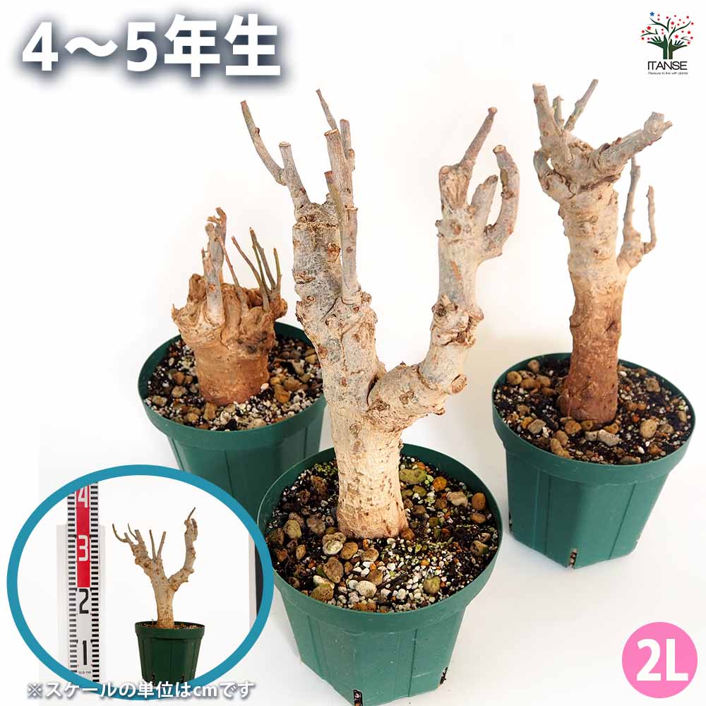 バオバブ セネガル産 【観葉植物 2L～】｜ 【植物のITANSE】全品