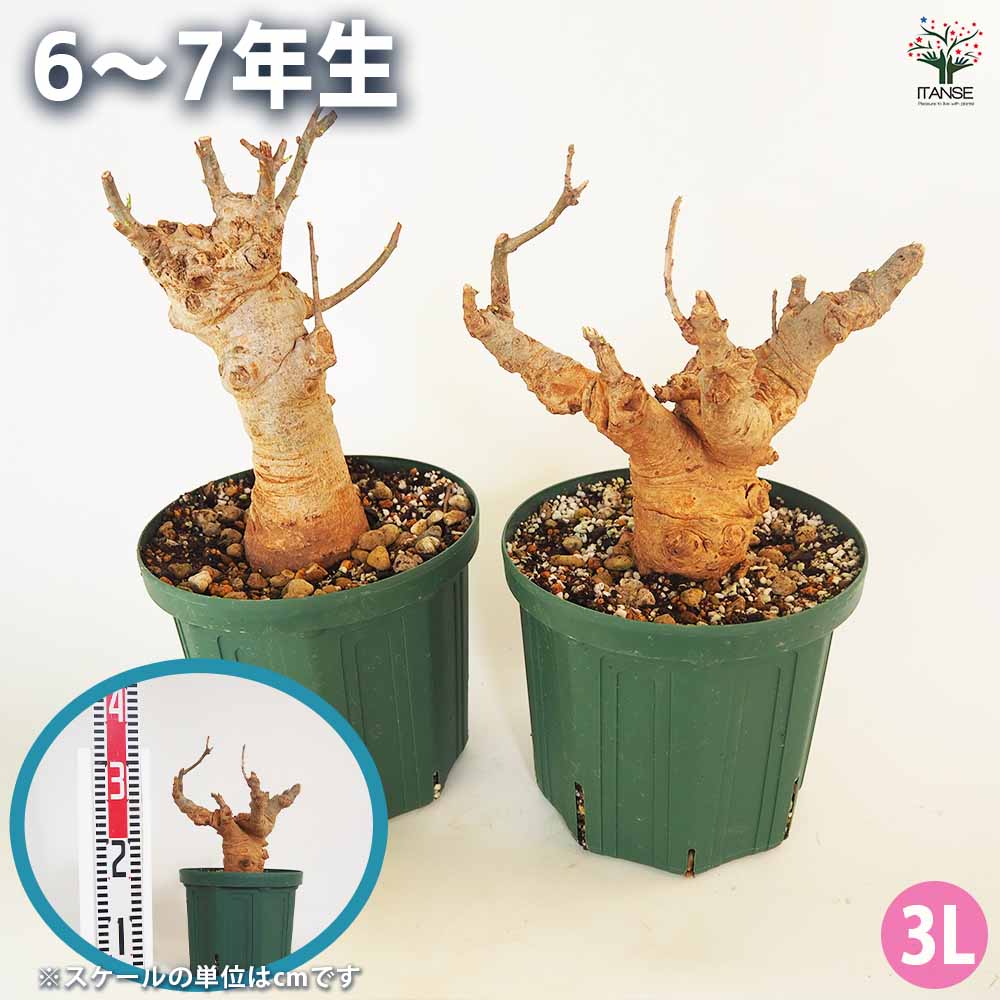 Botanical Baobab CD ボタニカル　バオバブ バオバブ セネガル産 【観葉植物 2L～】｜ 【植物のITANSE】全品