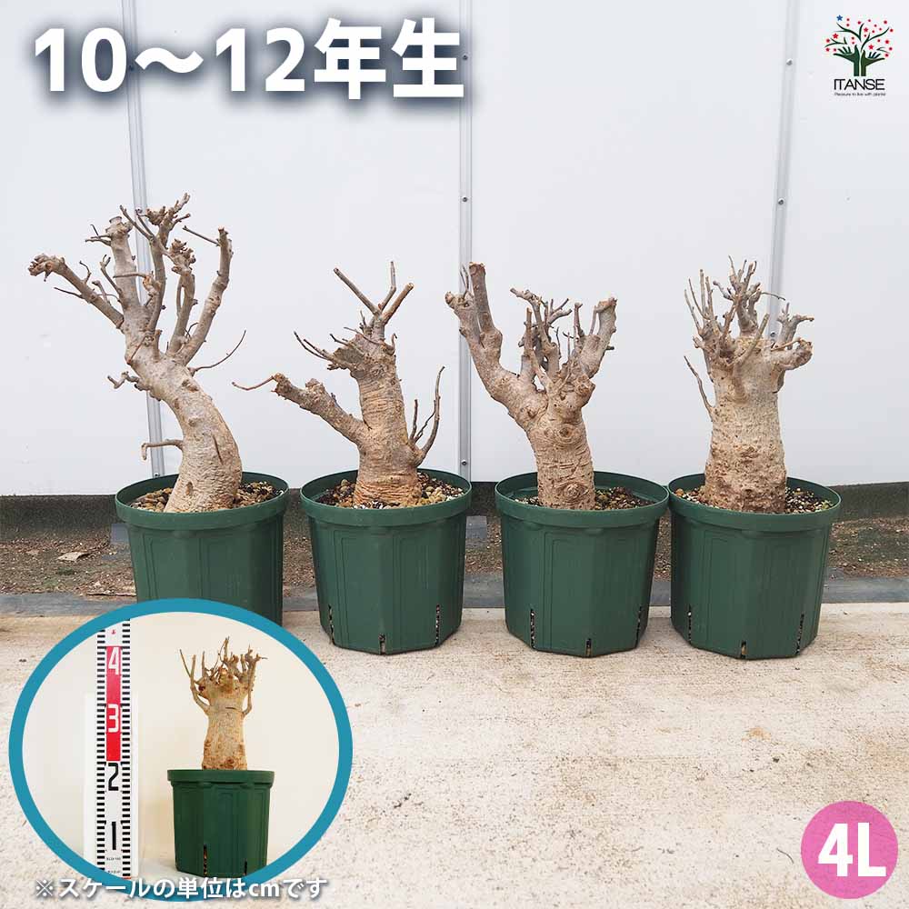 Botanical Baobab CD ボタニカル　バオバブ CD「カナタ」 baobab + haruka nakamura