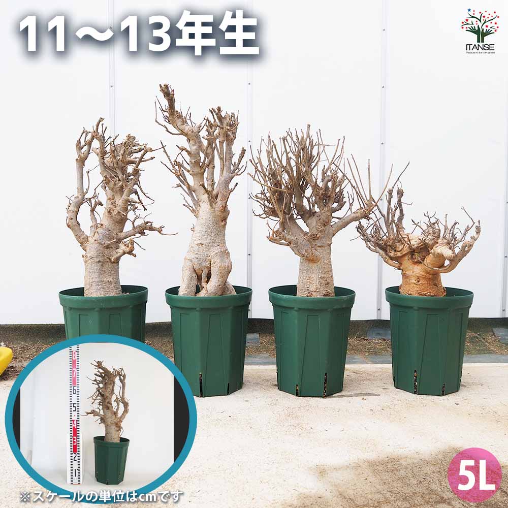 バオバブ セネガル産 【観葉植物 2L～】｜ 【植物のITANSE】全品