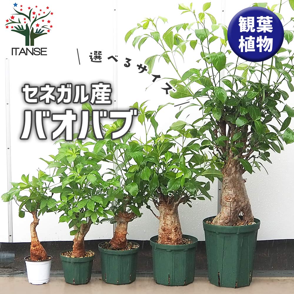 バオバブ セネガル産 【観葉植物 2L～】｜ 【植物のITANSE