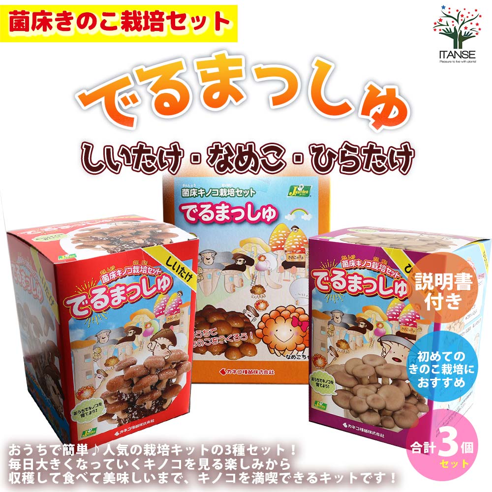菌床きのこ栽培セット”でるまっしゅ” しいたけ・なめこ・ひらたけ