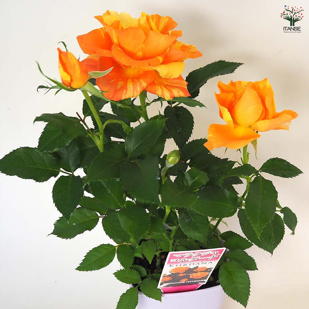 ミニ薔薇 マラクジャ 【花木苗 3.5号】｜ 【植物のITANSE】全品