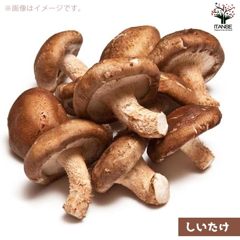 菌床きのこ栽培セット”でるまっしゅ” しいたけ・なめこ・ひらたけ