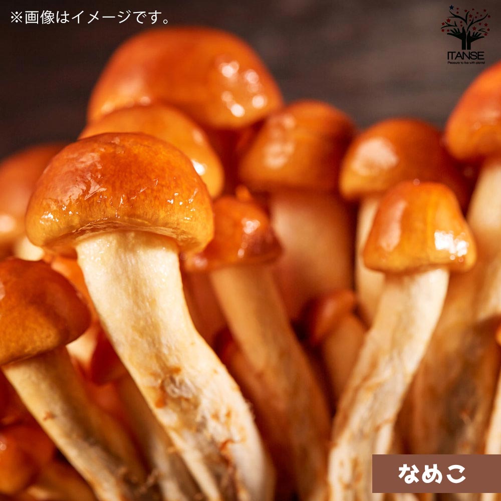 菌床きのこ栽培セット”でるまっしゅ” しいたけ・なめこ・ひらたけ