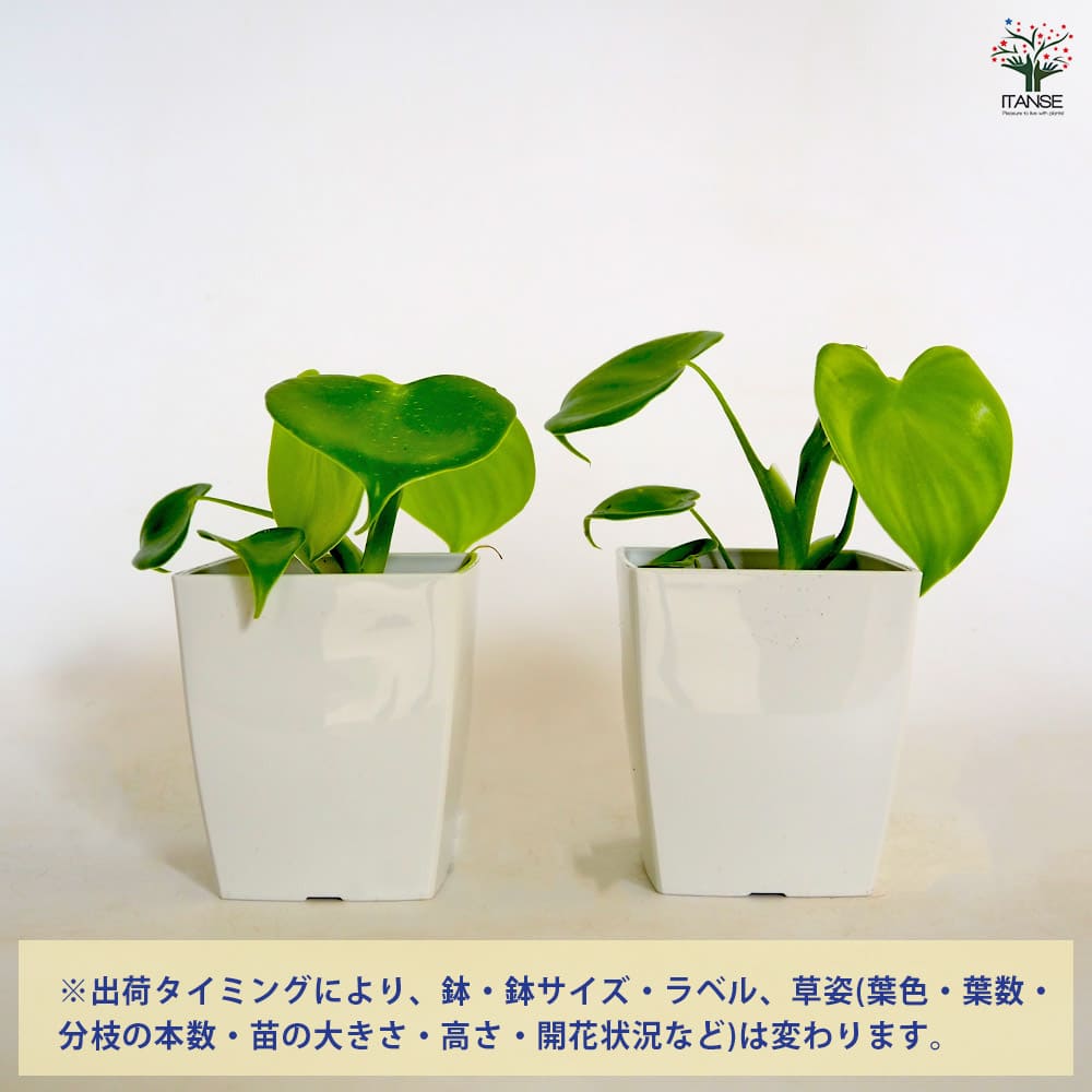 ハートフィロデンドロン 【観葉植物 3号】