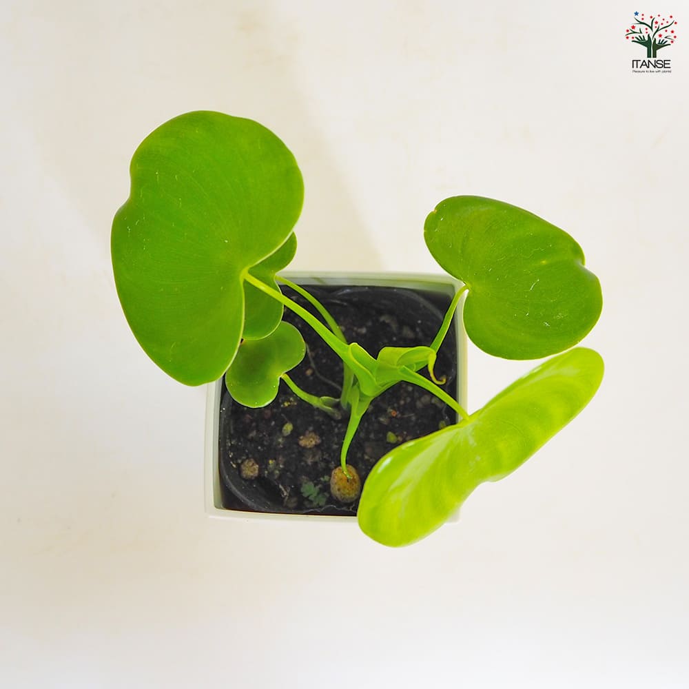 ハートフィロデンドロン 【観葉植物 3号】