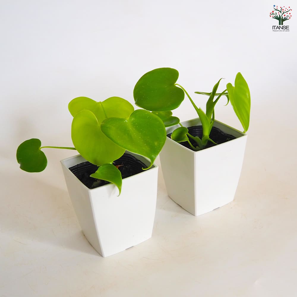 ハートフィロデンドロン 【観葉植物 3号】