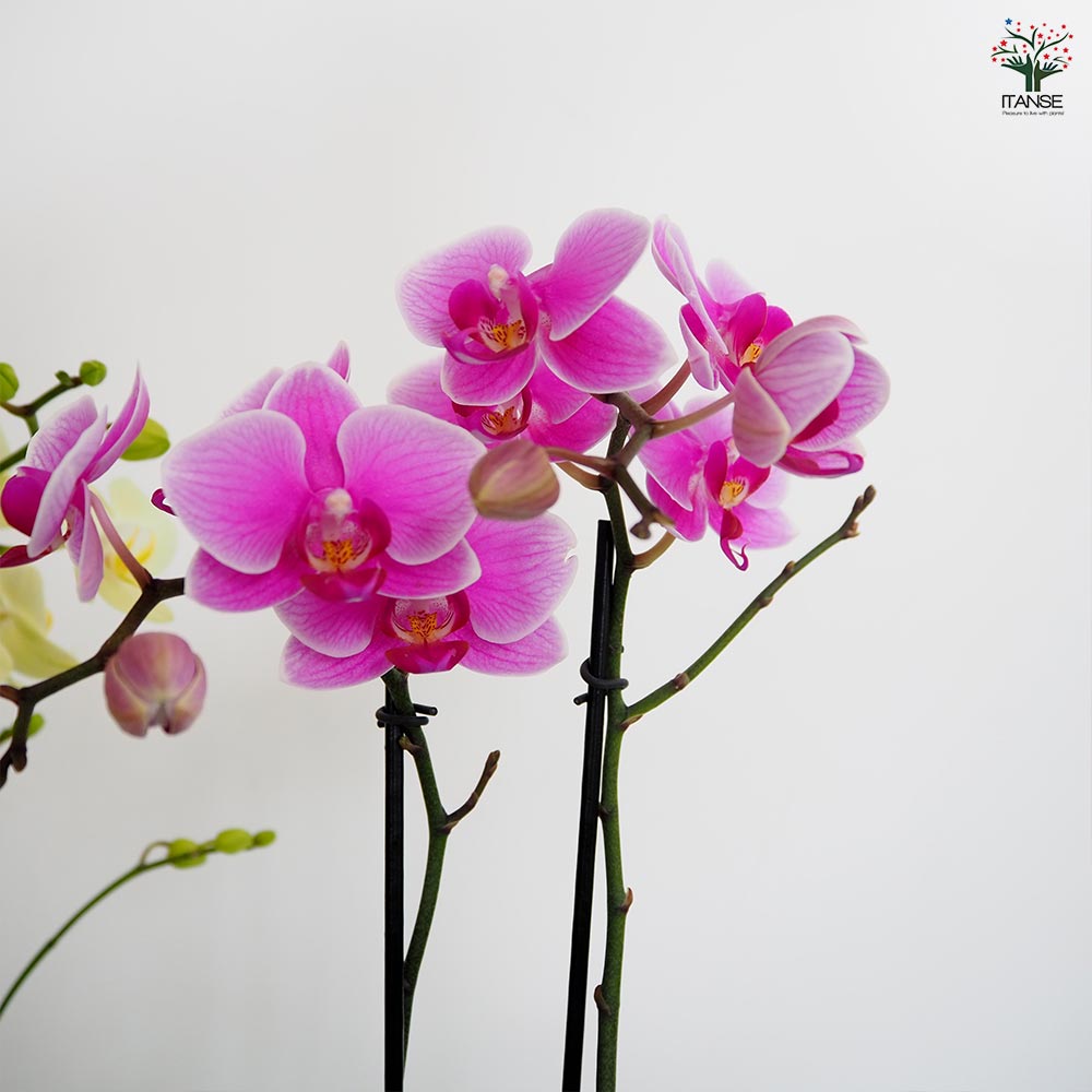 蘭花10 31a7fceb-be61-4ee7-a75e-