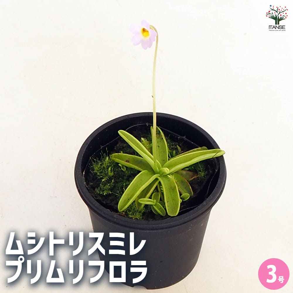 食虫植物 ムシトリスミレ プリムリフロラ 【観葉植物 3号／1個売り