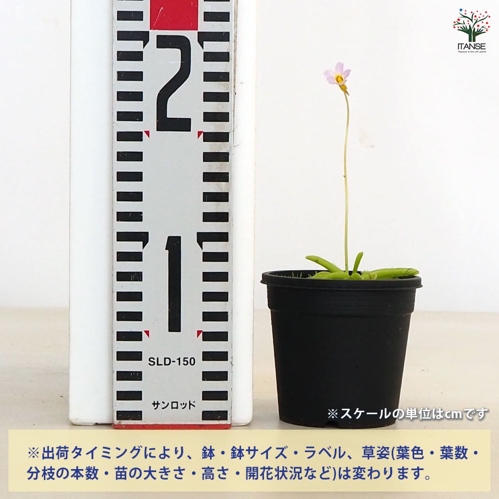 食虫植物 ムシトリスミレ プリムリフロラ 【観葉植物 3号/1個売り】
