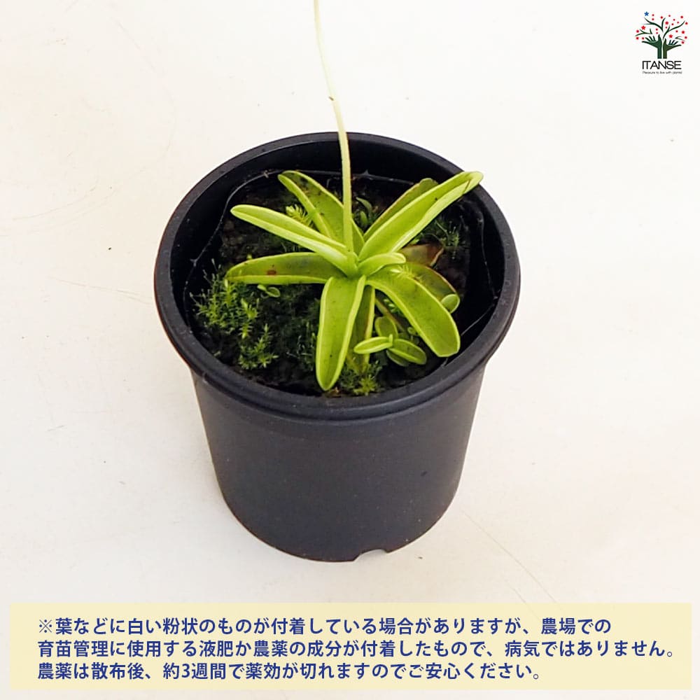 食虫植物 ムシトリスミレ プリムリフロラ 【観葉植物 3号/1個売り】
