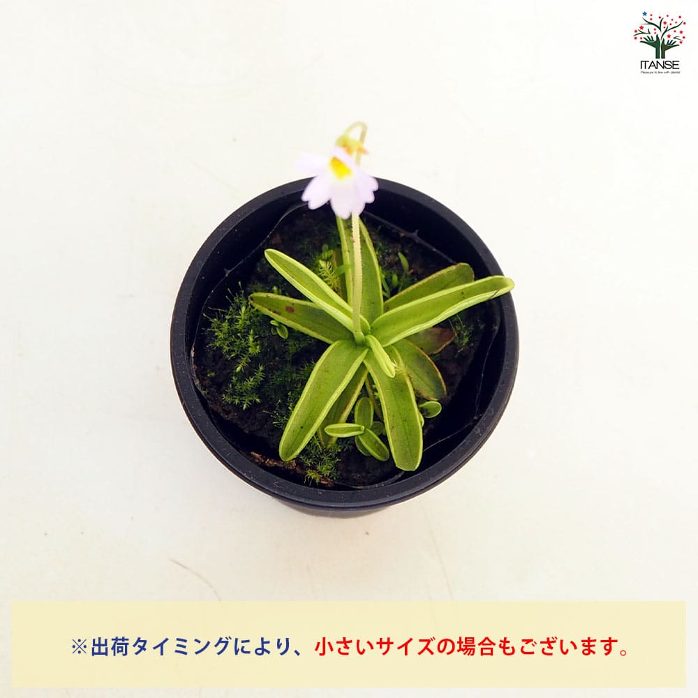 食虫植物 ムシトリスミレ プリムリフロラ 【観葉植物 3号/1個売り】