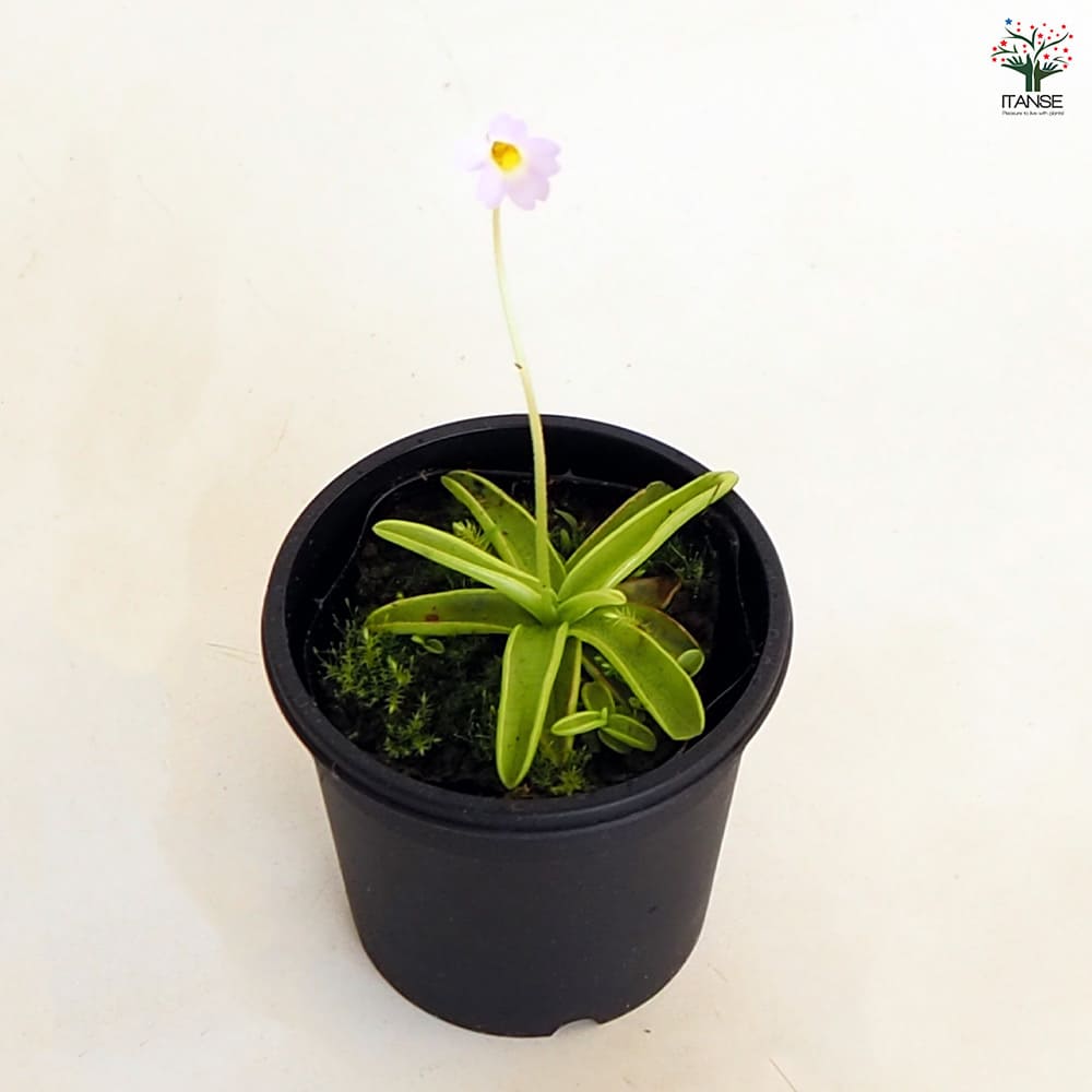 食虫植物 ムシトリスミレ プリムリフロラ 【観葉植物 3号/1個売り】