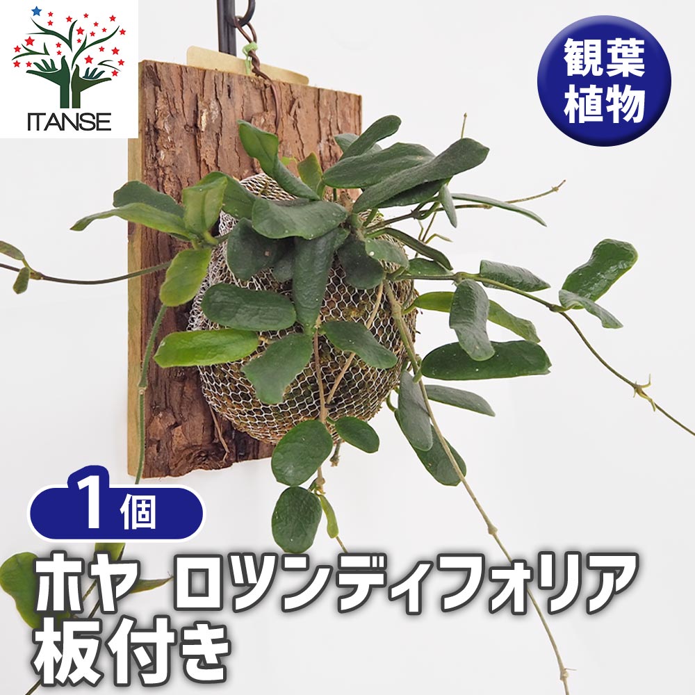 ホヤ ロツンディフォリア 板付き 【観葉植物 ／1個売り】｜ 【植物の