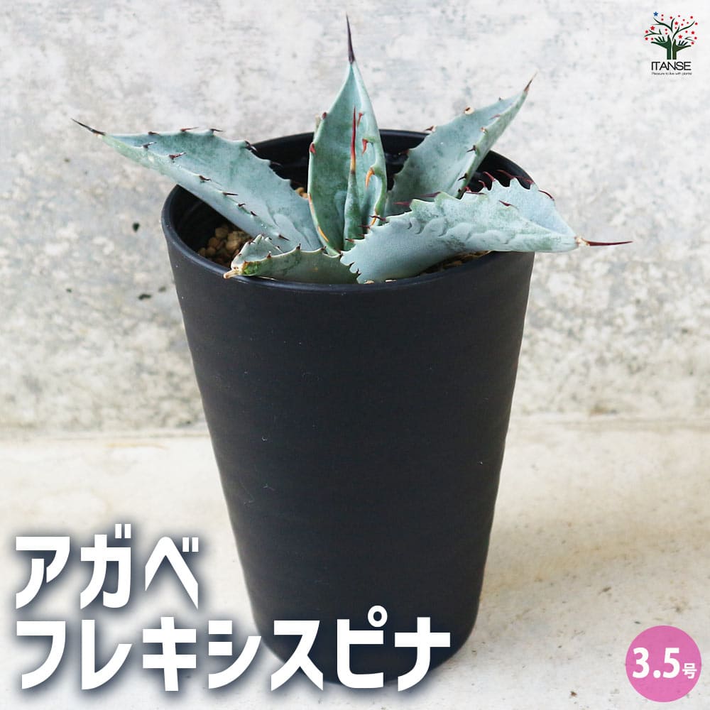 アガベ フレキシスピナ 【多肉植物 3.5号／1個売り】｜ 【植物の
