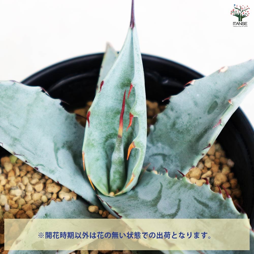 アガベ フレキシスピナ 【多肉植物 3.5号／1個売り】｜ 【植物の