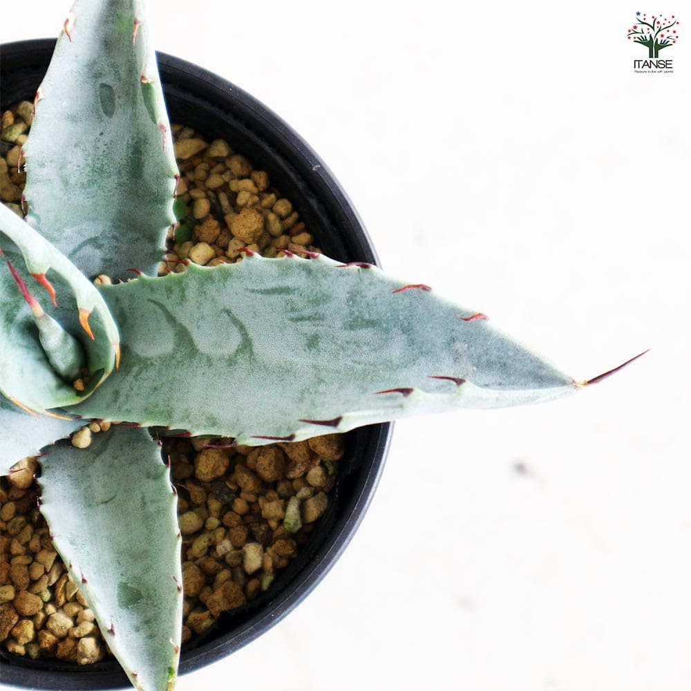 アガベ フレキシスピナ 【多肉植物 3.5号／1個売り】｜ 【植物の