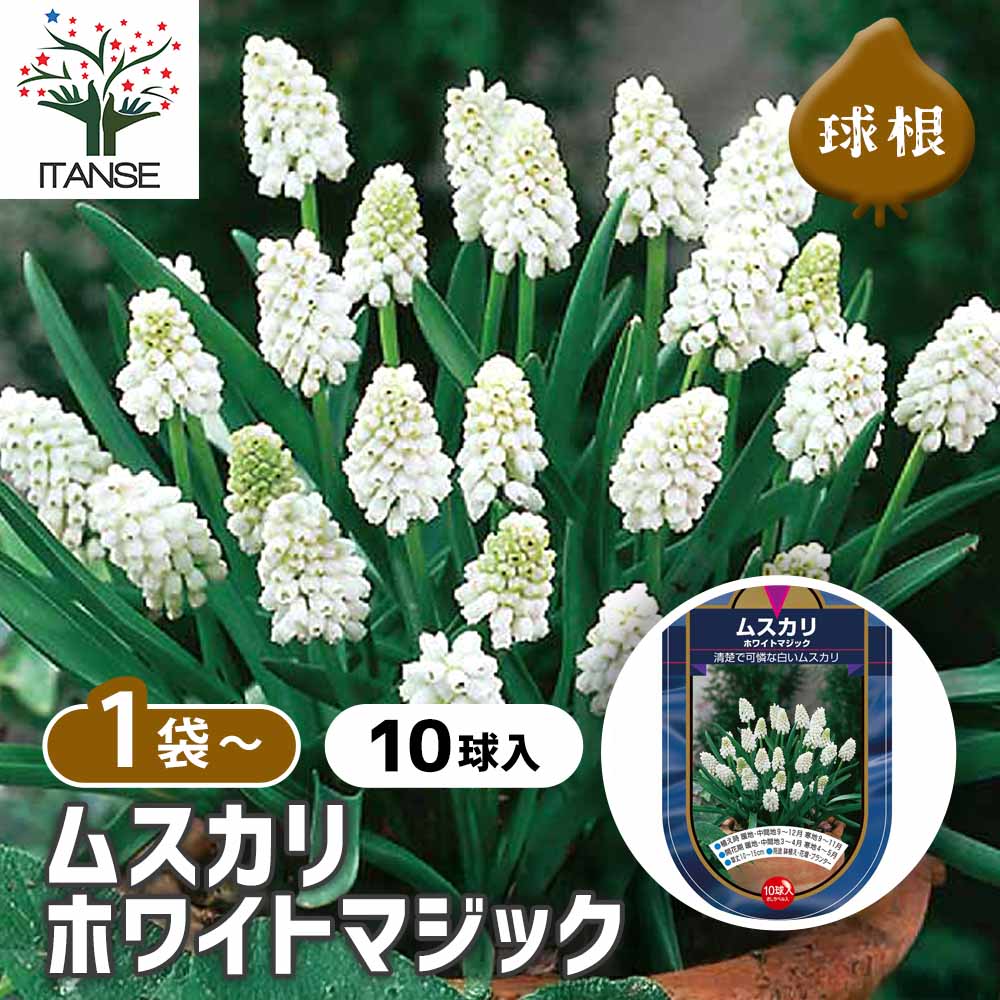 ムスカリ ホワイトマジック 【花球根 10球】｜ 【植物のITANSE