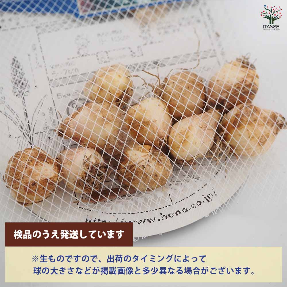 ムスカリ ホワイトマジック 【花球根 10球】｜ 【植物のITANSE