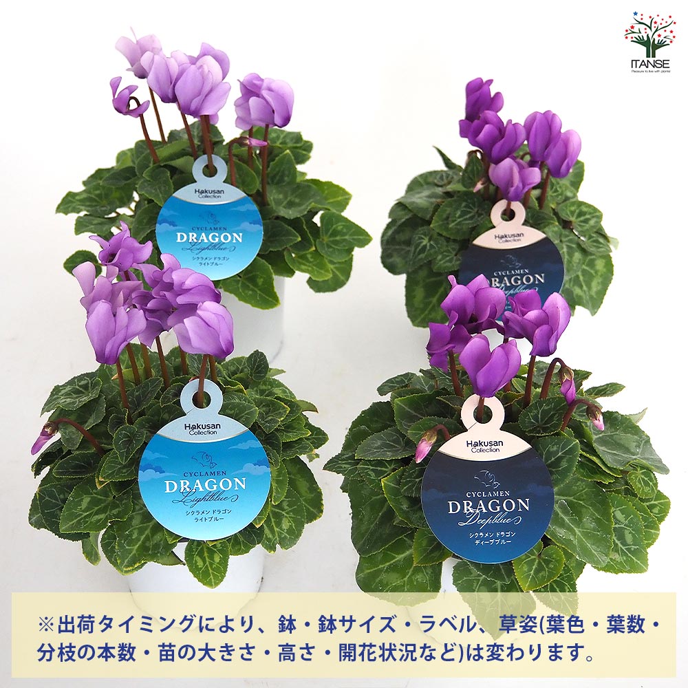 花苗　シクラメン　ドラゴン　ライトブルー　　ディープブルー　５号　２鉢セット ミニシクラメン ドラゴン【花苗 3号】シクラメン｜ 【植物の