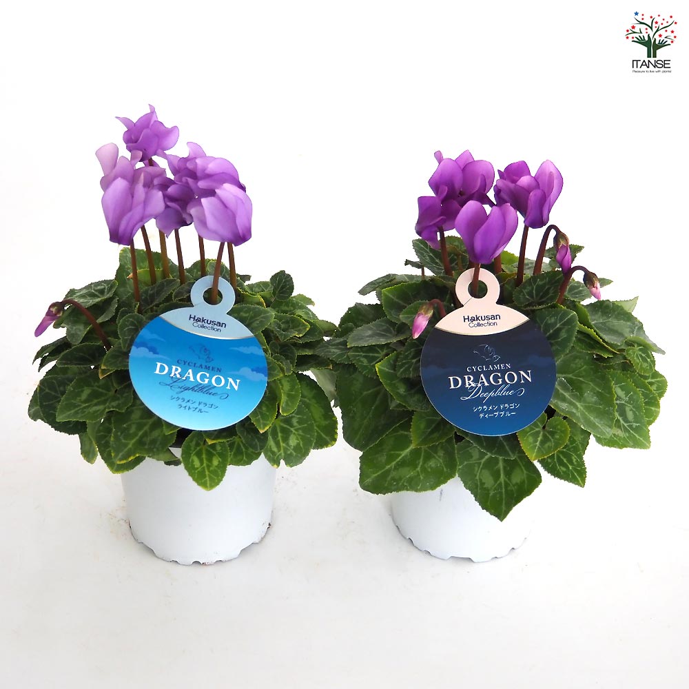 ミニシクラメン ドラゴン【花苗 3号】シクラメン