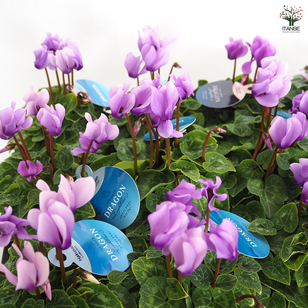 ミニシクラメン ドラゴン【花苗 3号】シクラメン｜ 【植物の