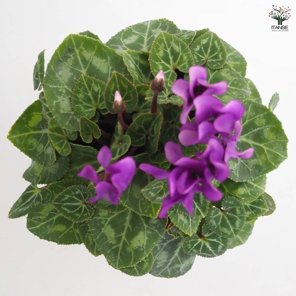 ミニシクラメン ドラゴン【花苗 3号】シクラメン