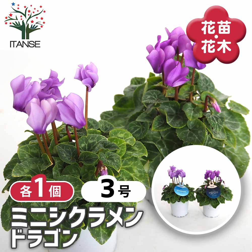 ミニシクラメン ドラゴン【花苗 3号】シクラメン
