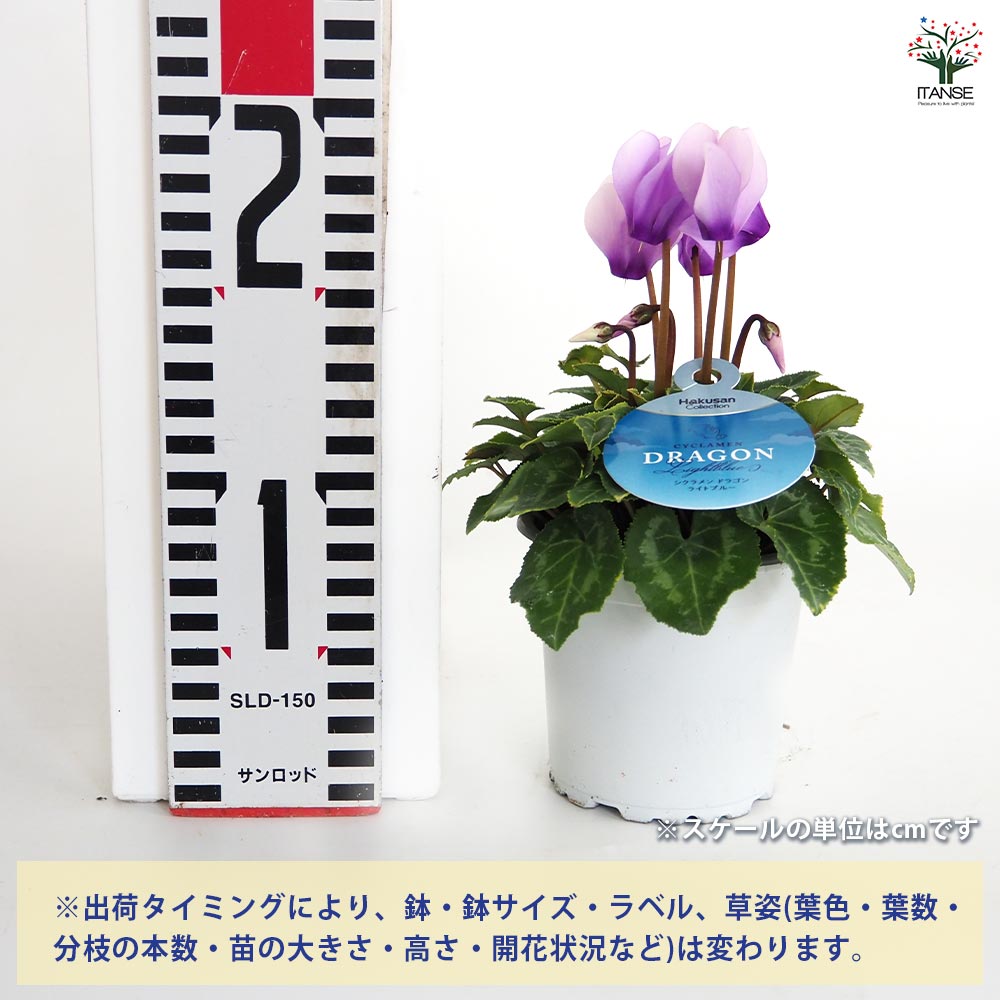 ミニシクラメン ドラゴン【花苗 3号】シクラメン