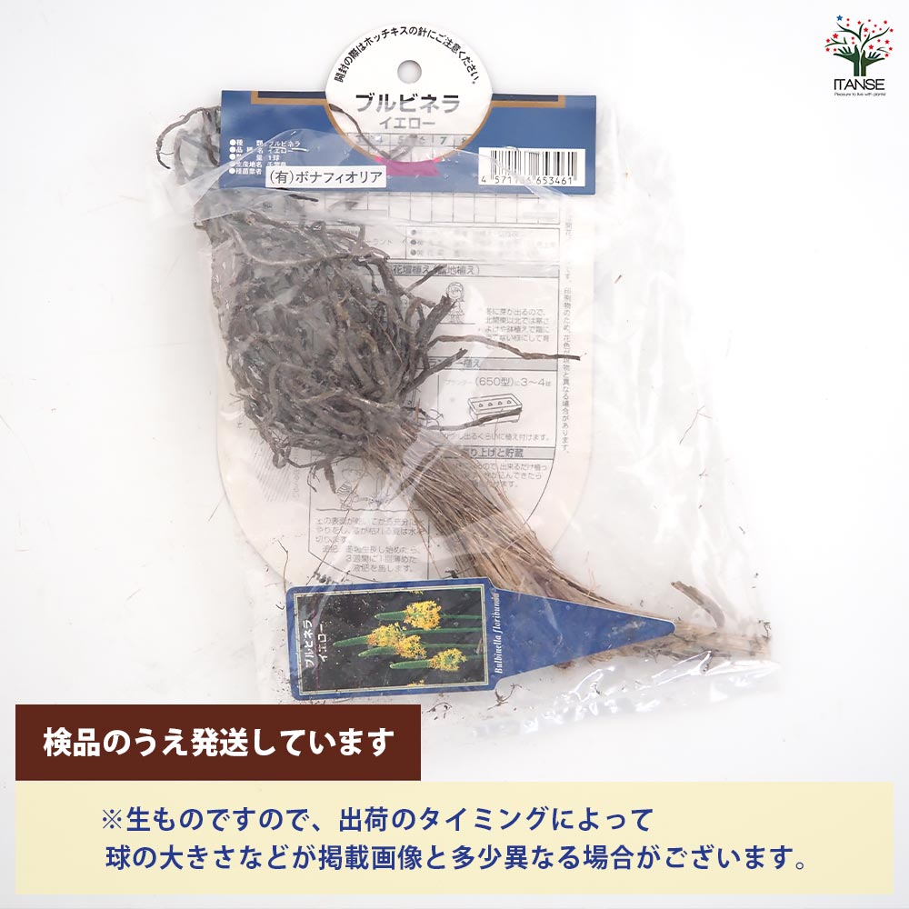 花球根 ブルビネラ イエロー 【花球根 1球】
