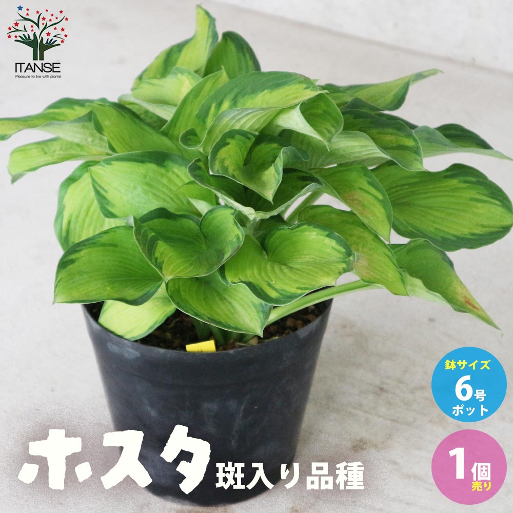ホスタ・斑入り葉品種(サラサ)【庭木 6号ポット 宿根草／1個売り
