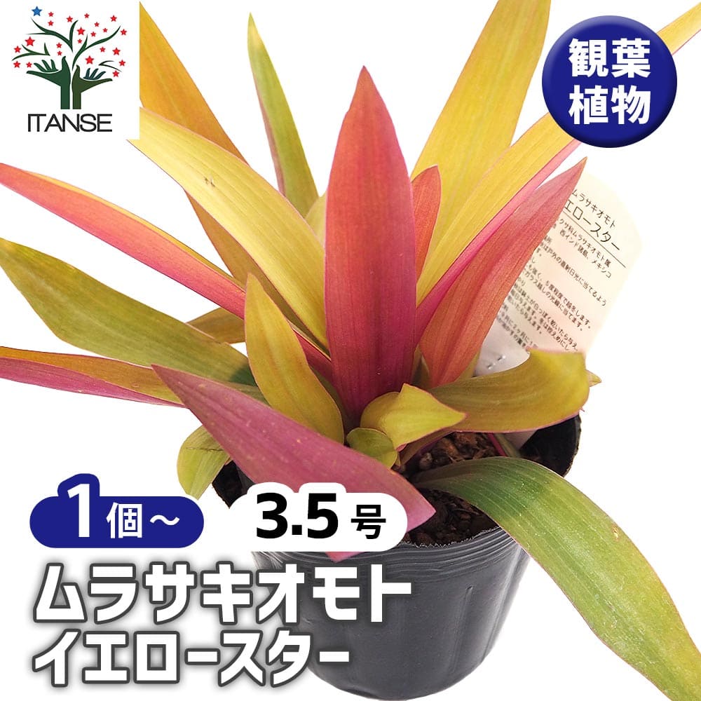 ムラサキオモト イエロースター 【観葉植物 3.5号】｜ 【植物の