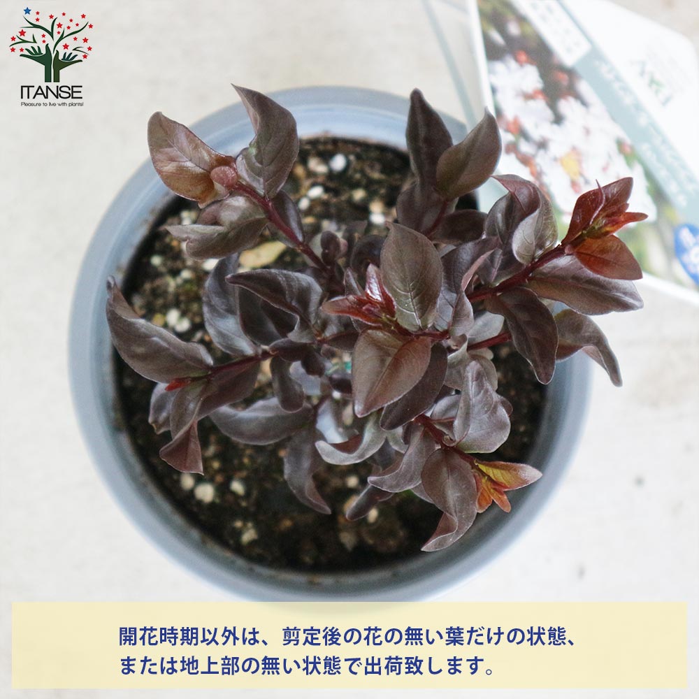 サルスベリ ブラックパール ホワイト【庭木 5号ポット／1個売り