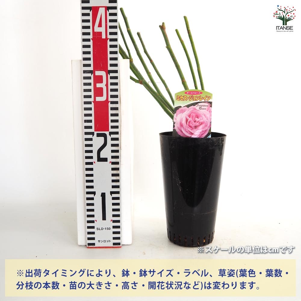薔薇 ミセス ジョンレイン 接木苗【花苗 4号／1個売り】｜ 【植物の